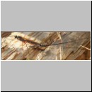 Dolichomitus sp - Schlupfwespe 03 32mm - OS-Hasbergen-Holzlagerplatz.jpg